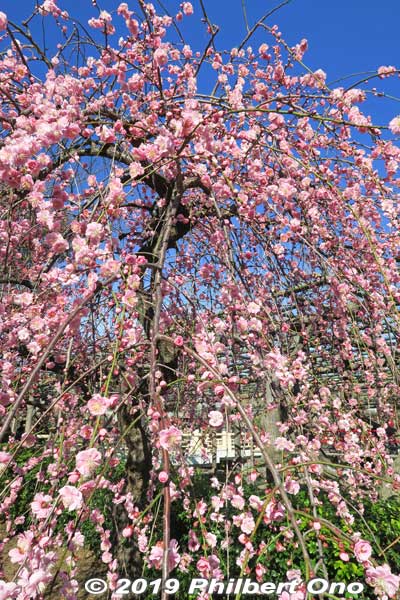 Weeping plum tree.
Keywords: tokyo koto-ku kameido tenmangu tenjin shrine jinja plum blossoms ume flowers