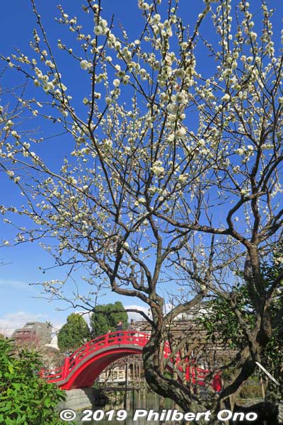 Photogenic shot of plum blossoms and a taiko bridge at Kameido Tenjin Shrine in Tokyo.
Keywords: tokyo koto-ku kameido tenmangu tenjin shrine jinja plum blossoms ume flowers matsuri2