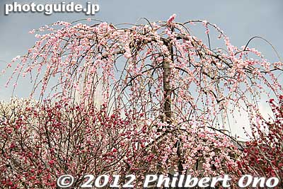 Weeping plum blossoms.
Keywords: tokyo koto-ku kameido tenmangu tenjin shrine jinja ume plum blossoms flowers