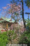 Filename=km237e-20190223_6766.jpg
Filesize=66KiB
Dimensions=400x600
Date added=Apr 02, 2021 km237e-20190223_6766.jpg