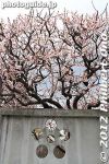 Filename=km263-20120325_5540.jpg
Filesize=36KiB
Dimensions=267x400
Date added=Mar 31, 2012 km263-20120325_5540.jpg