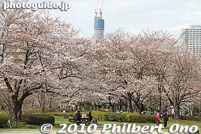 Tokyo Sky Tree under construction in 2010.
Keywords: tokyo koto-ku sarue onshi park flowers sakura cherry blossoms