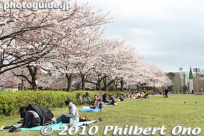 Keywords: tokyo koto-ku sarue onshi park flowers sakura cherry blossoms Keywords: tokyo koto-ku sarue onshi park flowers sakura cherry blossoms