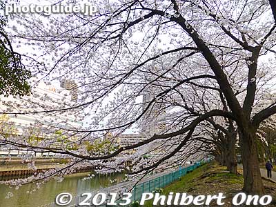Keywords: tokyo koto-ku sarue onshi park flowers sakura cherry blossoms Keywords: tokyo koto-ku sarue onshi park flowers sakura cherry blossoms