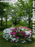 Filename=so201-P1040805.jpg
Filesize=41KiB
Dimensions=300x400
Date added=Mar 04, 2015 so201-P1040805.jpg