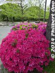Filename=so203-P1040809.jpg
Filesize=36KiB
Dimensions=300x400
Date added=Mar 04, 2015 so203-P1040809.jpg