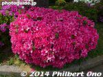 Filename=so204-P1040810.jpg
Filesize=35KiB
Dimensions=400x300
Date added=Mar 04, 2015 so204-P1040810.jpg