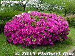 Filename=so222-P1040846.jpg
Filesize=42KiB
Dimensions=400x300
Date added=Mar 04, 2015 so222-P1040846.jpg