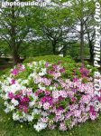 Filename=so245-P1040913.jpg
Filesize=48KiB
Dimensions=300x400
Date added=Mar 04, 2015 so245-P1040913.jpg