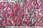 017-IMG_7097.jpg