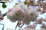 iy025-IMG_0170.jpg